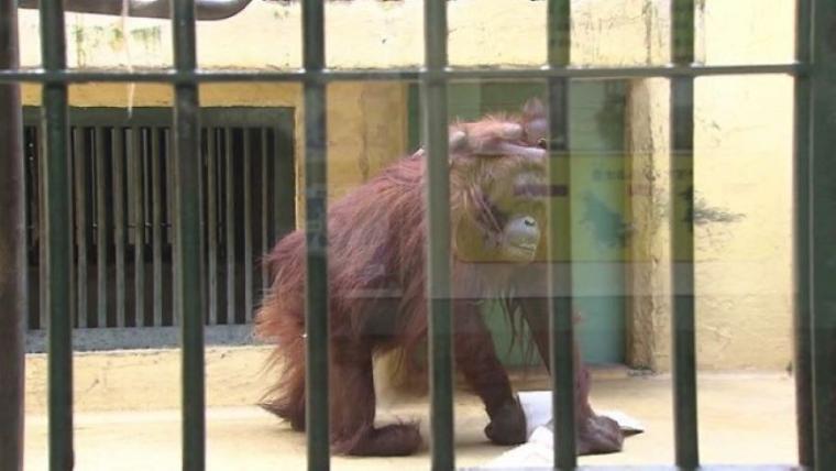 【最新スポット】もうすぐ会える！オランウータンの森に込められた動物園の使命…お客さんがスコール体験も【札幌・円山動物園】