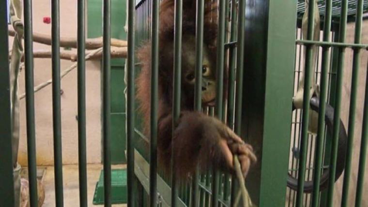 【最新スポット】もうすぐ会える！オランウータンの森に込められた動物園の使命…お客さんがスコール体験も【札幌・円山動物園】