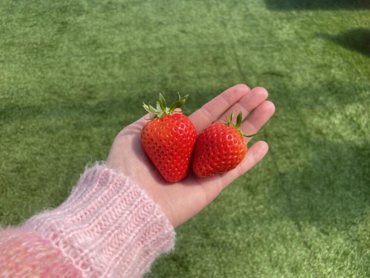 ハウス１棟貸し切りで楽しむいちご狩り！鳥取空港の隣でブランドイチゴ「とっておき」を食べ放題｜鳥取市