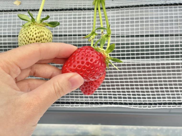 ハウス１棟貸し切りで楽しむいちご狩り！鳥取空港の隣でブランドイチゴ「とっておき」を食べ放題｜鳥取市