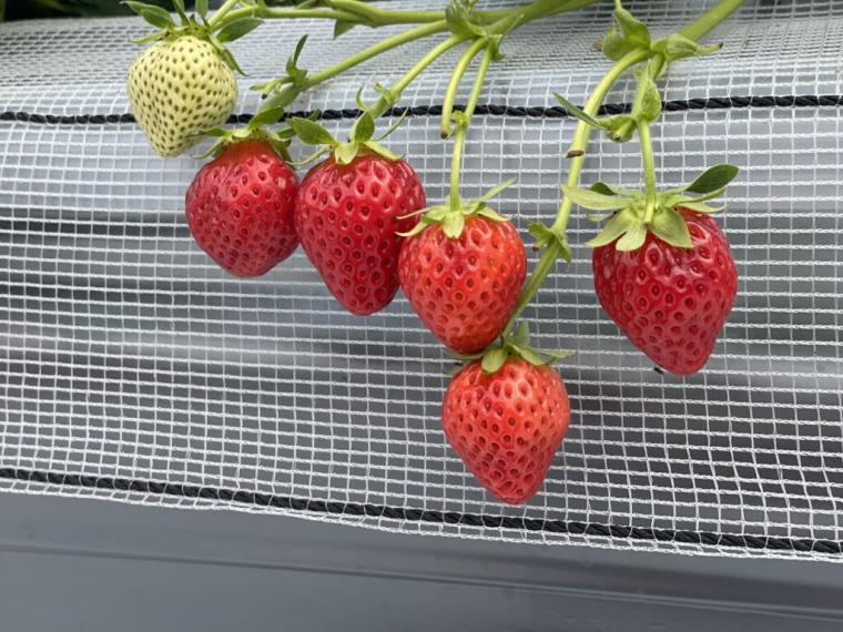 ハウス１棟貸し切りで楽しむいちご狩り！鳥取空港の隣でブランドイチゴ「とっておき」を食べ放題｜鳥取市