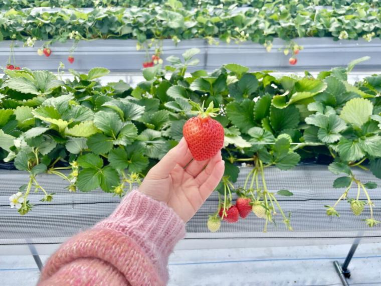 ハウス１棟貸し切りで楽しむいちご狩り！鳥取空港の隣でブランドイチゴ「とっておき」を食べ放題｜鳥取市
