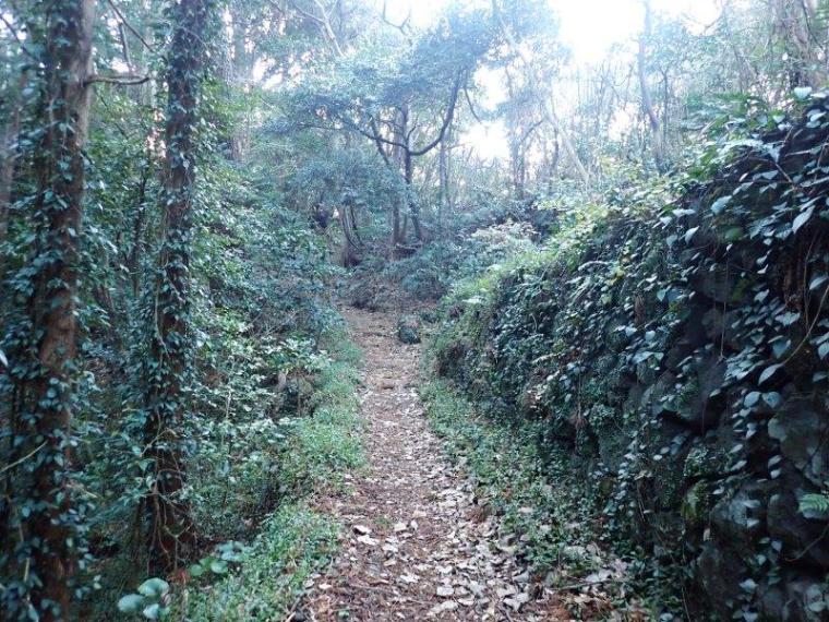 【伊東・城ヶ崎海岸】早朝がおすすめ！つり橋や自然観察路を歩く約40分コース