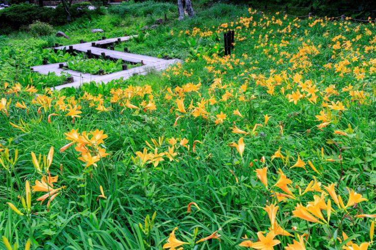 六甲高山植物園