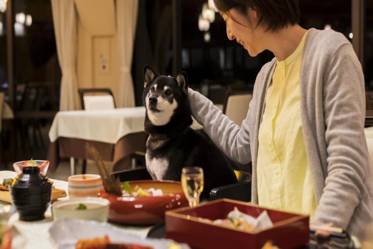 南紀白浜わんわんパラダイス