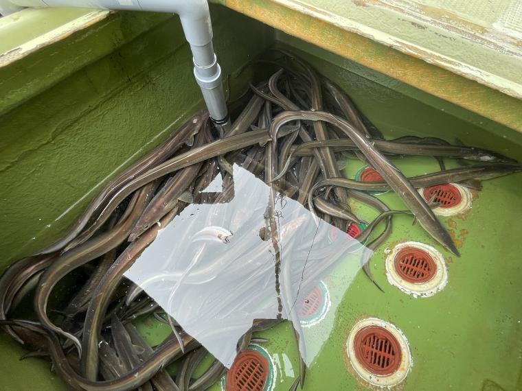 淡路島のハモ漁