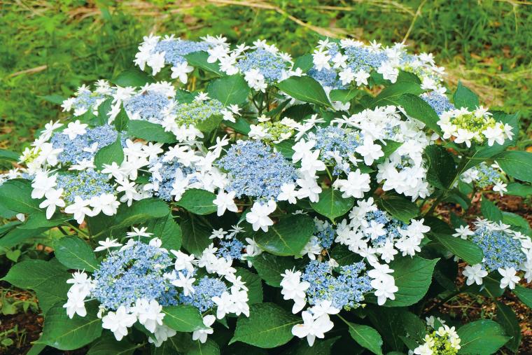 オリジナル品種や限定スイーツ、ライトアップも！三島スカイウォークあじさい祭