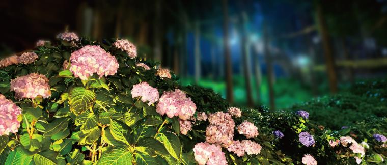 オリジナル品種や限定スイーツ、ライトアップも！三島スカイウォークあじさい祭