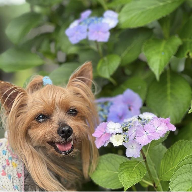 オリジナル品種や限定スイーツ、ライトアップも！三島スカイウォークあじさい祭