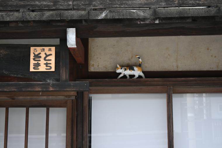 井波の木彫り猫