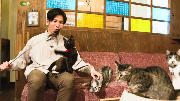 皆生温泉街にある保護猫カフェ「Kuro」11匹の猫に囲まれる癒しの時間が過ごせた｜米子市
