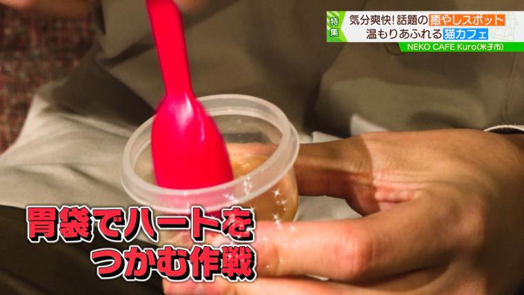 皆生温泉街にある保護猫カフェ「Kuro」11匹の猫に囲まれる癒しの時間が過ごせた｜米子市