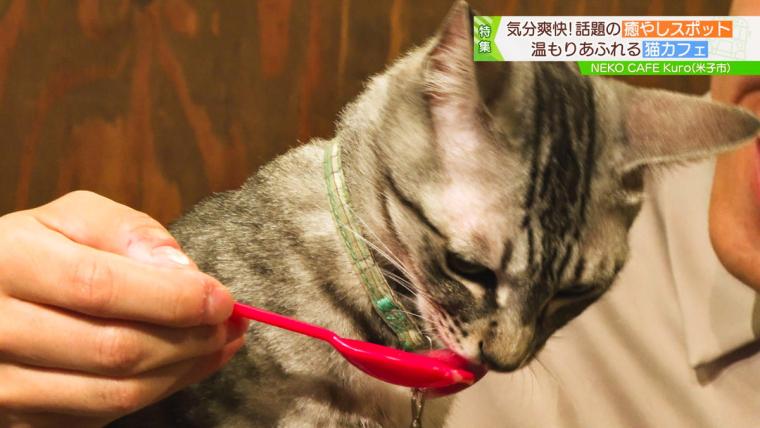 皆生温泉街にある保護猫カフェ「Kuro」11匹の猫に囲まれる癒しの時間が過ごせた｜米子市