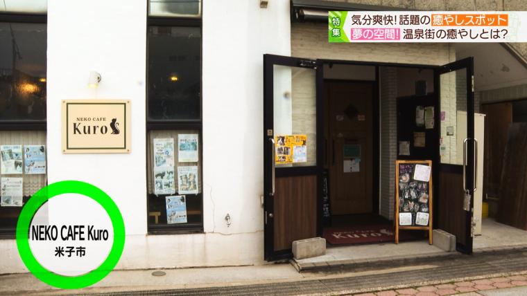 皆生温泉街にある保護猫カフェ「Kuro」11匹の猫に囲まれる癒しの時間が過ごせた｜米子市