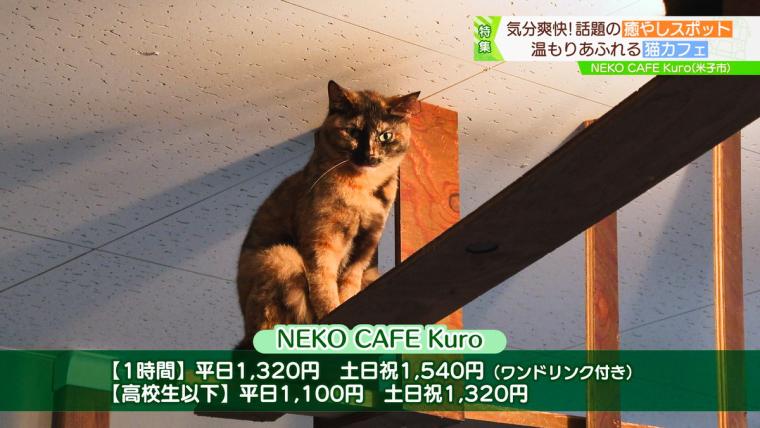皆生温泉街にある保護猫カフェ「Kuro」11匹の猫に囲まれる癒しの時間が過ごせた｜米子市