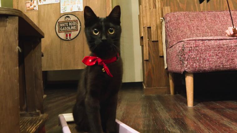 皆生温泉街にある保護猫カフェ「Kuro」11匹の猫に囲まれる癒しの時間が過ごせた｜米子市