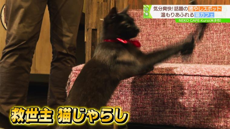 皆生温泉街にある保護猫カフェ「Kuro」11匹の猫に囲まれる癒しの時間が過ごせた｜米子市