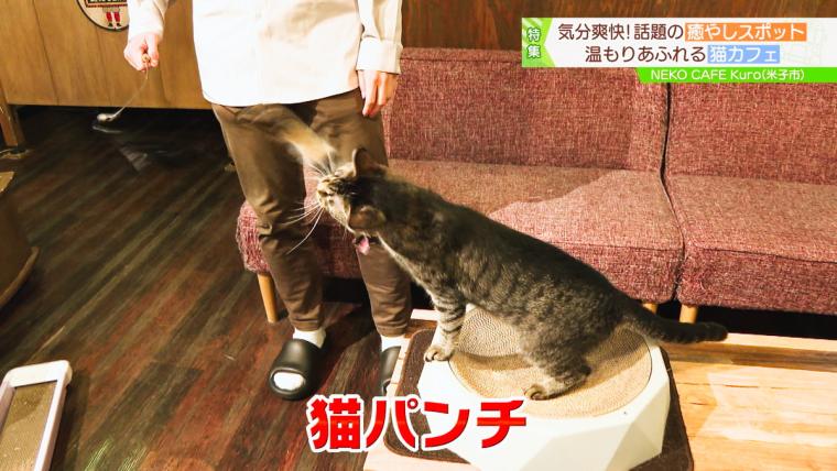 皆生温泉街にある保護猫カフェ「Kuro」11匹の猫に囲まれる癒しの時間が過ごせた｜米子市