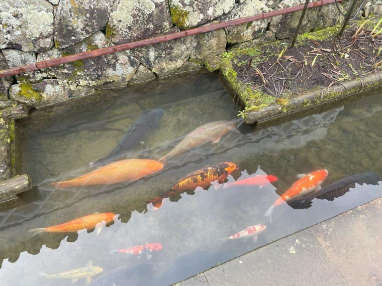 山陰の小京都を90分で巡るお手軽ツアー！畳のある教会やハート模様の巨大な鯉も｜島根県津和野町