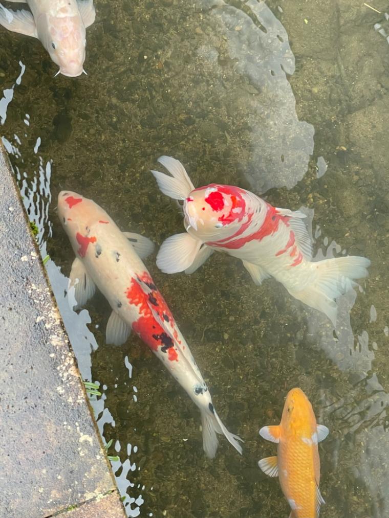 山陰の小京都を90分で巡るお手軽ツアー！畳のある教会やハート模様の巨大な鯉も｜島根県津和野町