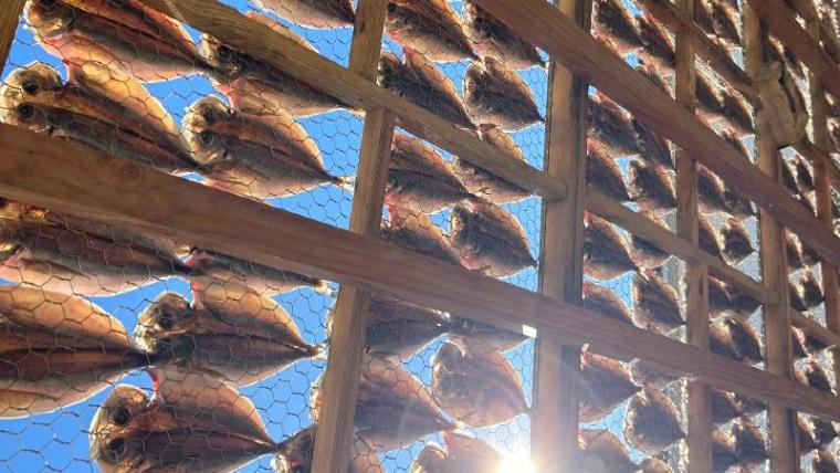 【沼津・ひもの和助】沼津で干物食べるなら! カフェのような空間で脂テカテカ“天日干し”真アジ