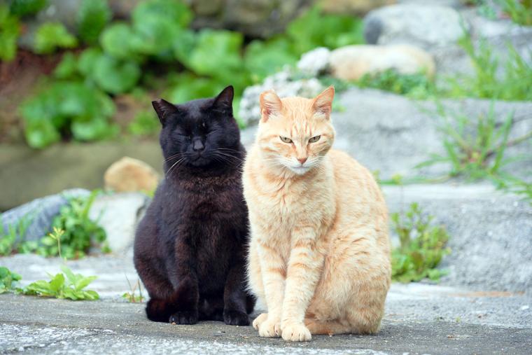 深島のねこ