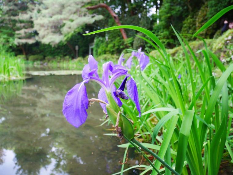 四季折々の花が咲き豊かな自然が魅力の神苑を歩こう！平安時代の雅を感じる平安神宮のすべて