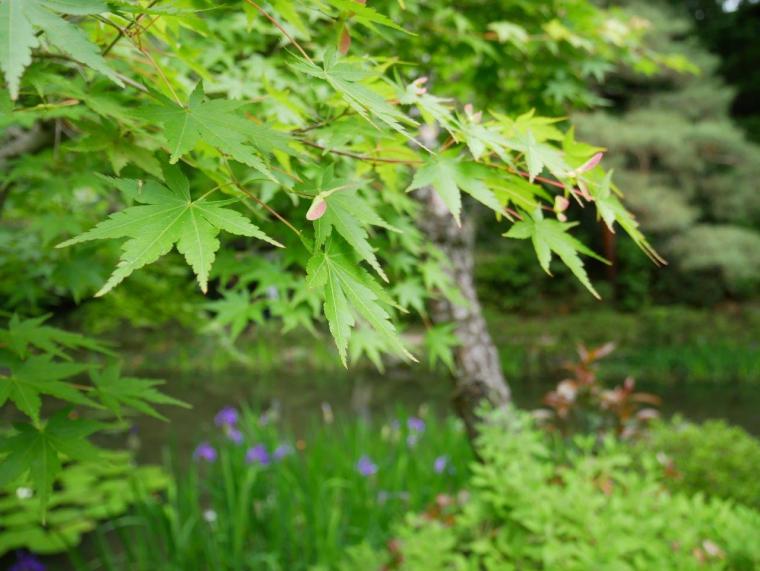 四季折々の花が咲き豊かな自然が魅力の神苑を歩こう！平安時代の雅を感じる平安神宮のすべて