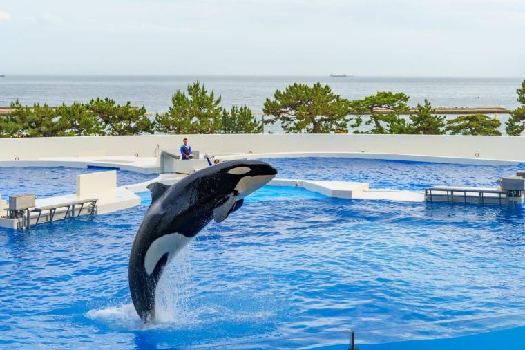 オルカスタディアム