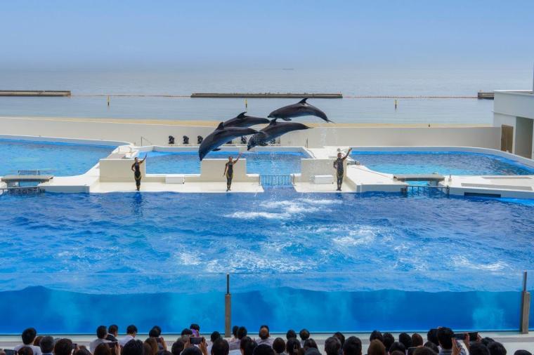 ドルフィンスタディアム