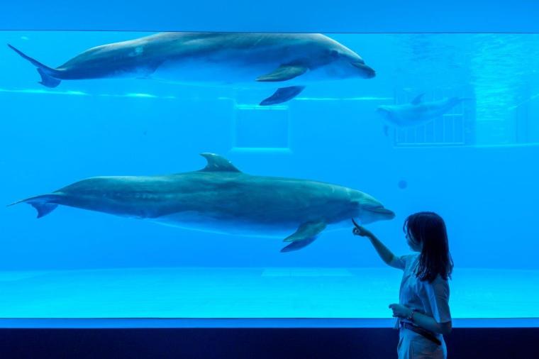 ドルフィンホール