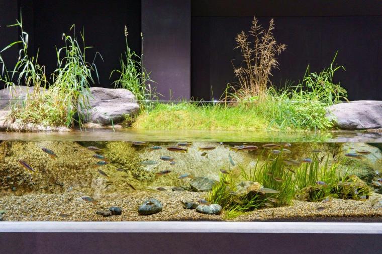 ローカルライフ