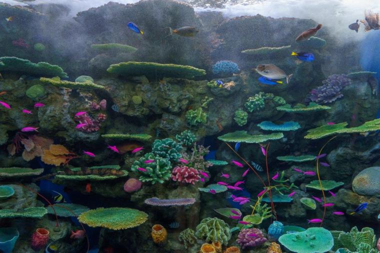 トロピカルライフ