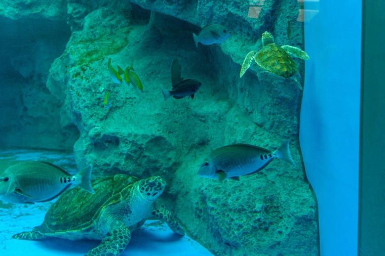 ロッキーライフ