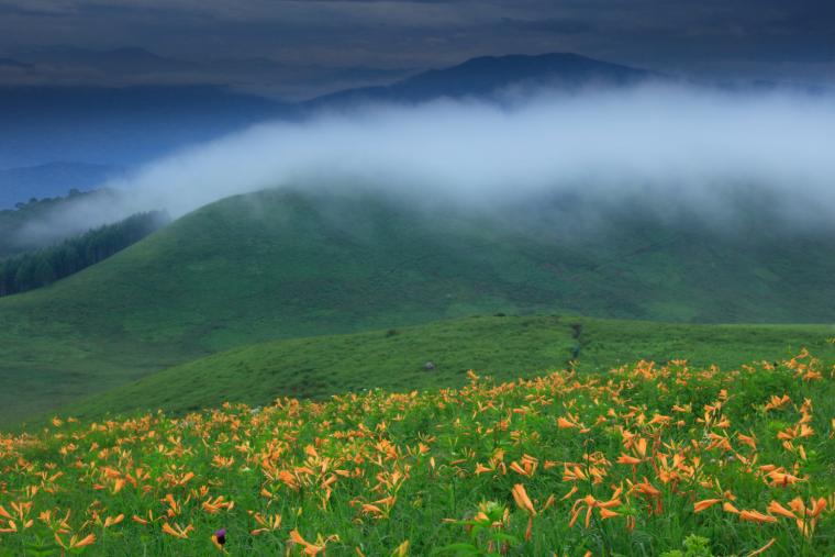 霧ヶ峰⾼原のニッコウキスゲ