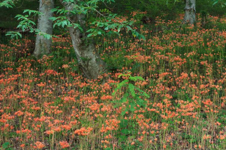 豊平福沢地区のキツネノカミソリ