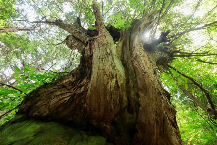 蓼科⼤滝に向かう遊歩道の原⽣林
