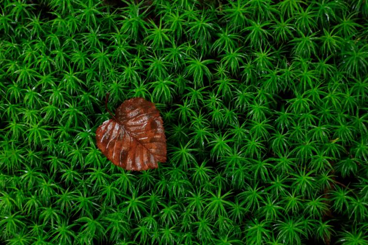 ⽩駒の池周辺の森の苔