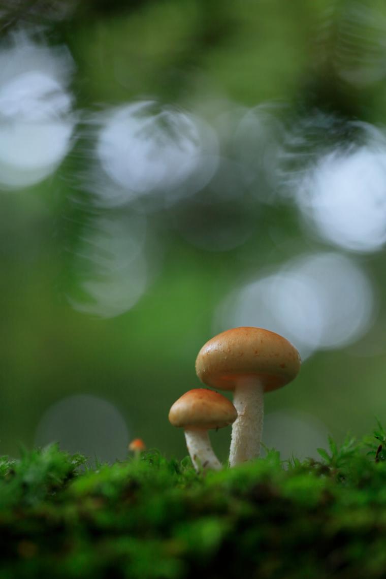 ⽩駒の池周辺の森で見つけたキノコ