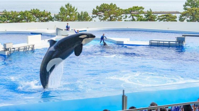 「ひょうご夏の体験デジタルパス」神戸須磨シーワールド