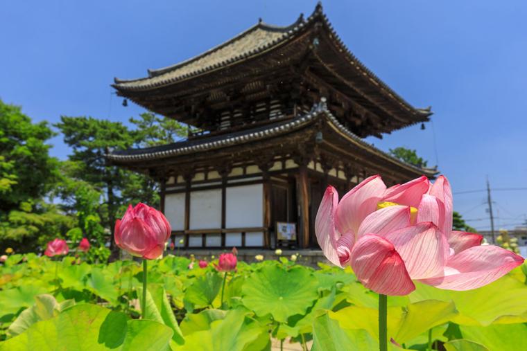 奈良・喜光寺 蓮