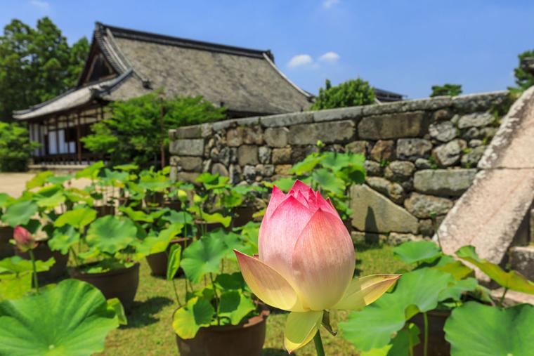 奈良・西大寺 蓮