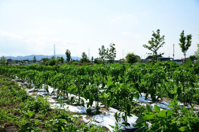 ヤサイな仲間たちファーム