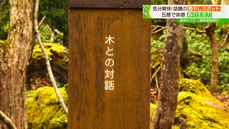 鳥取県智頭町で森林セラピー！森の爽やかな空気の中で心も体もリフレッシュ！
