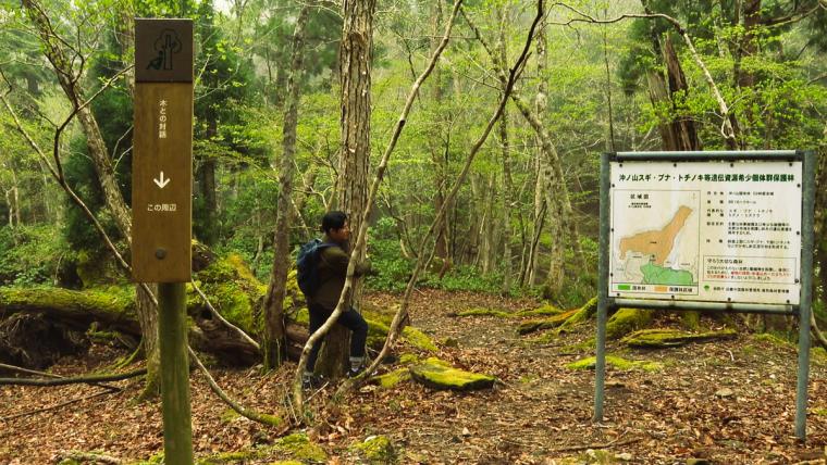鳥取県智頭町で森林セラピー！森の爽やかな空気の中で心も体もリフレッシュ！