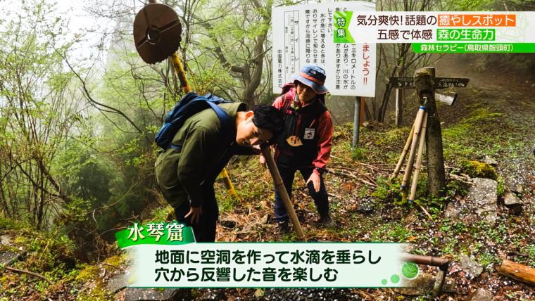 鳥取県智頭町で森林セラピー！森の爽やかな空気の中で心も体もリフレッシュ！