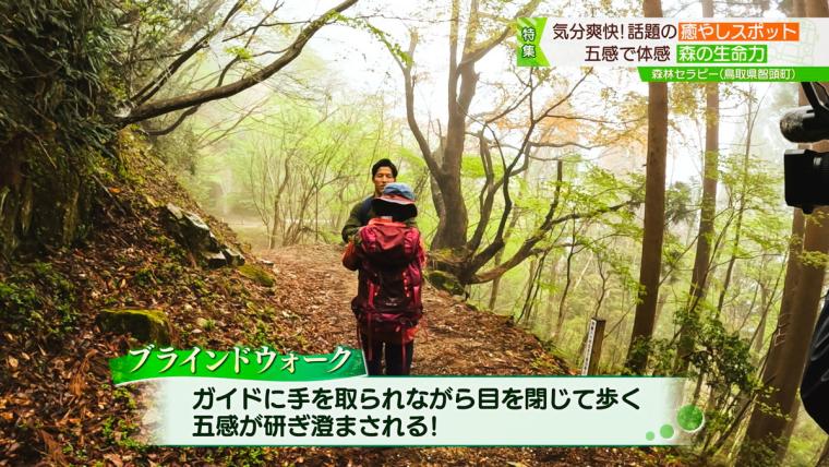 鳥取県智頭町で森林セラピー！森の爽やかな空気の中で心も体もリフレッシュ！