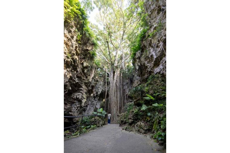 ガンガラーの谷ってどんなところ？ツアーで巡る魅力スポット特集（南城市）