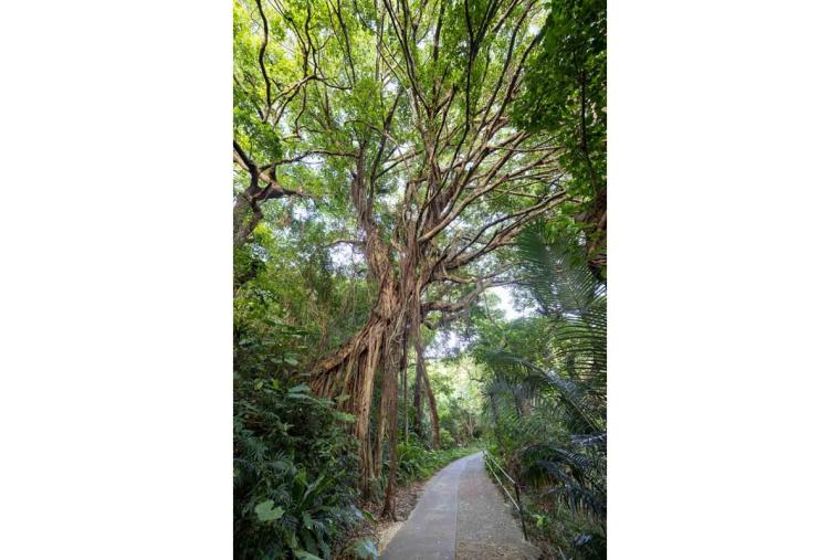 ガンガラーの谷ってどんなところ？ツアーで巡る魅力スポット特集（南城市）