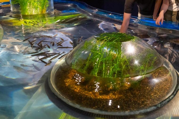 サケのふるさと 千歳水族館